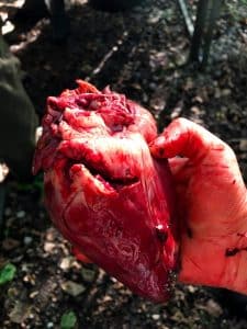 Buejagt på dåhjort FADB 03
