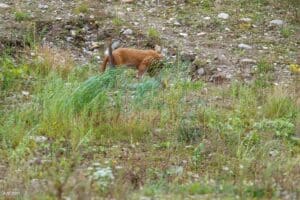 3D artikel billede 1 FADB 3D artikel billede 1