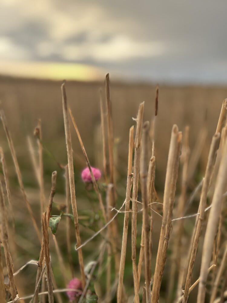 Den svære vej 4 Den svære vej FADB IMG 0690