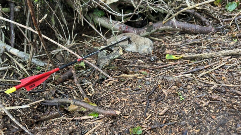 Min oplevelse fra FADBs kaninjagt på Endelave 2025 5 Min oplevelse fra FADBs kaninjagt på Endelave 2025 FADB IMG 4463