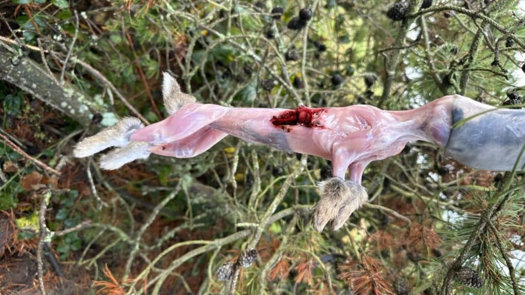 Min oplevelse fra FADBs kaninjagt på Endelave 2025 6 Min oplevelse fra FADBs kaninjagt på Endelave 2025 FADB IMG 4464