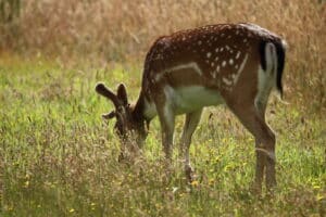 IMG_8045 FADB IMG 8045