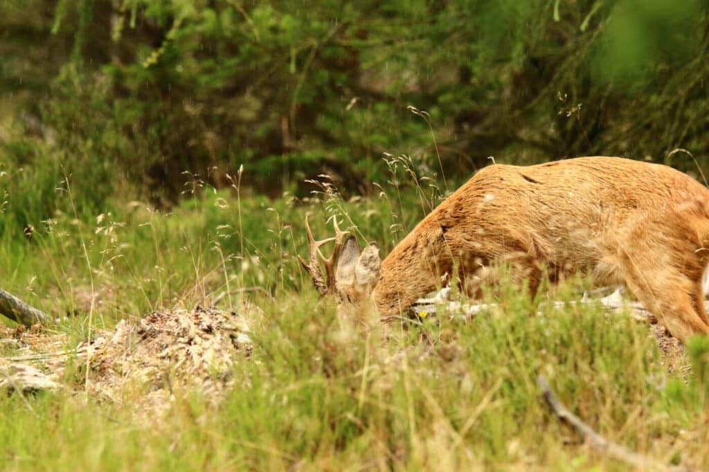Skaf et nyt medlem og deltag i lodtrækning om jagtkursus hos BBHunting FADB IMG 9048