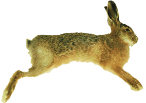 hare-1-copy-1 FADB hare 1 copy 1