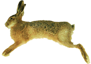 hare-1-copy FADB hare 1 copy e1692863053837