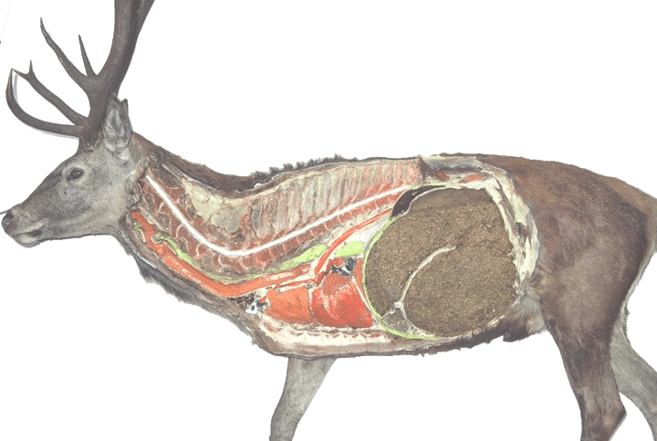 Krondyr anatomi
