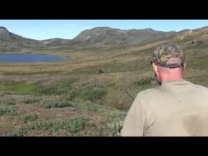 Video Thumbnail: Moskusokse med buen i Grønland FADB moskusokse med buen i groenland