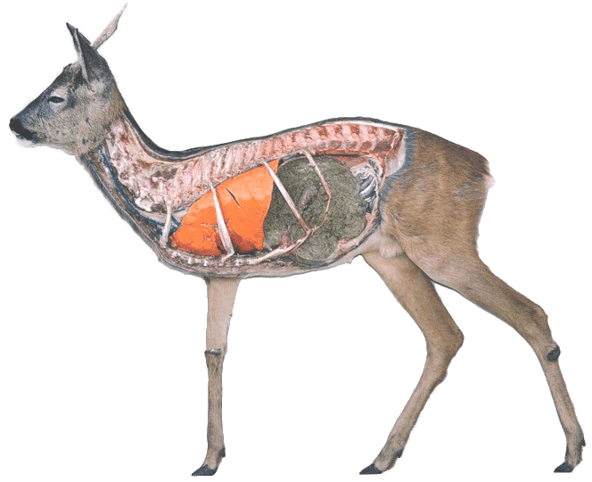 Rådyr anatomi
