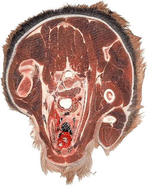 Rådyr anatomi slice
