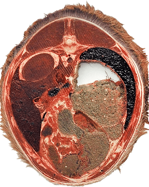 Rådyr anatomi slice