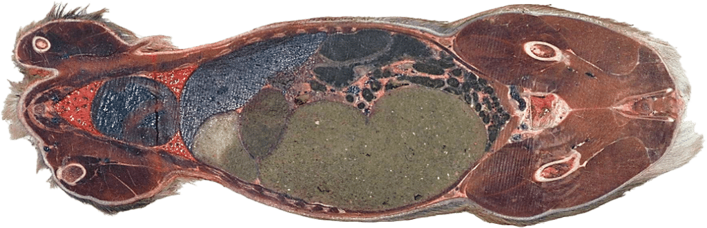 Rådyr anatomi 4 slice top