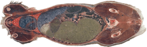 Rådyr anatomi 4 slice top