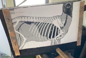 raadyrskive-anatomisk FADB raadyrskive anatomisk