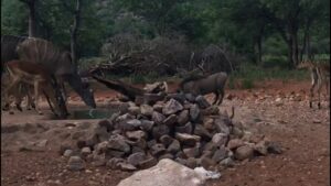 Video Thumbnail: Video vortesvin FADB video vortesvin