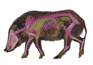 Anatomi vildsvin - knogler / skelet