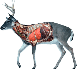 whitetail-1-copy FADB whitetail 1 copy